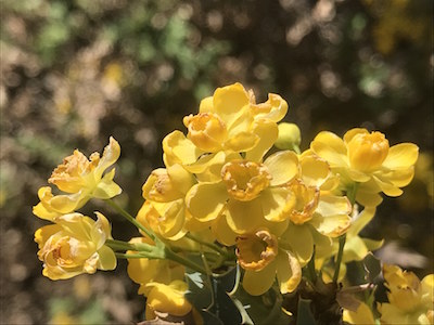 Blooms of Fremont Mahonia in Canyonlands National Park/Kurt Repanshek