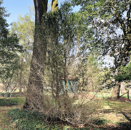 A boxwood shrub has lost almost all its leaves due to blight/NPS A boxwood shrub has lost almost all its leaves due to blight/NPS