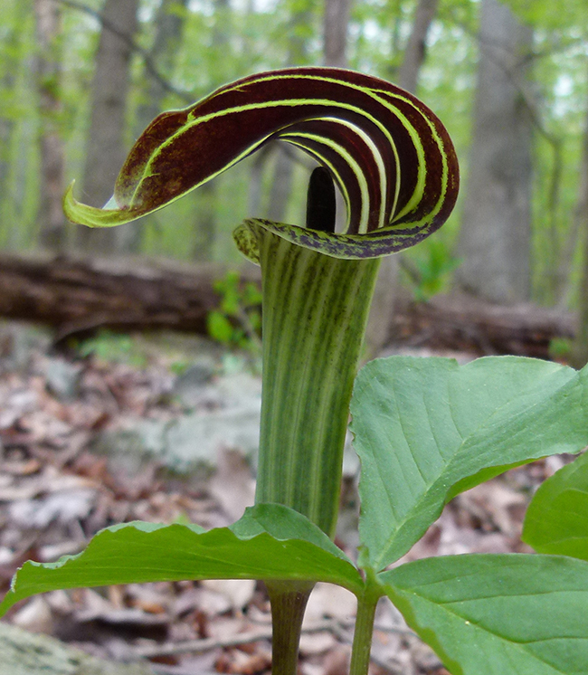 Jack-in-the-Pulpit, Catoctin Mountain Park / Alicia Lafever Jack-in-the-Pulpit, Catoctin Mountain Park / Alicia Lafever