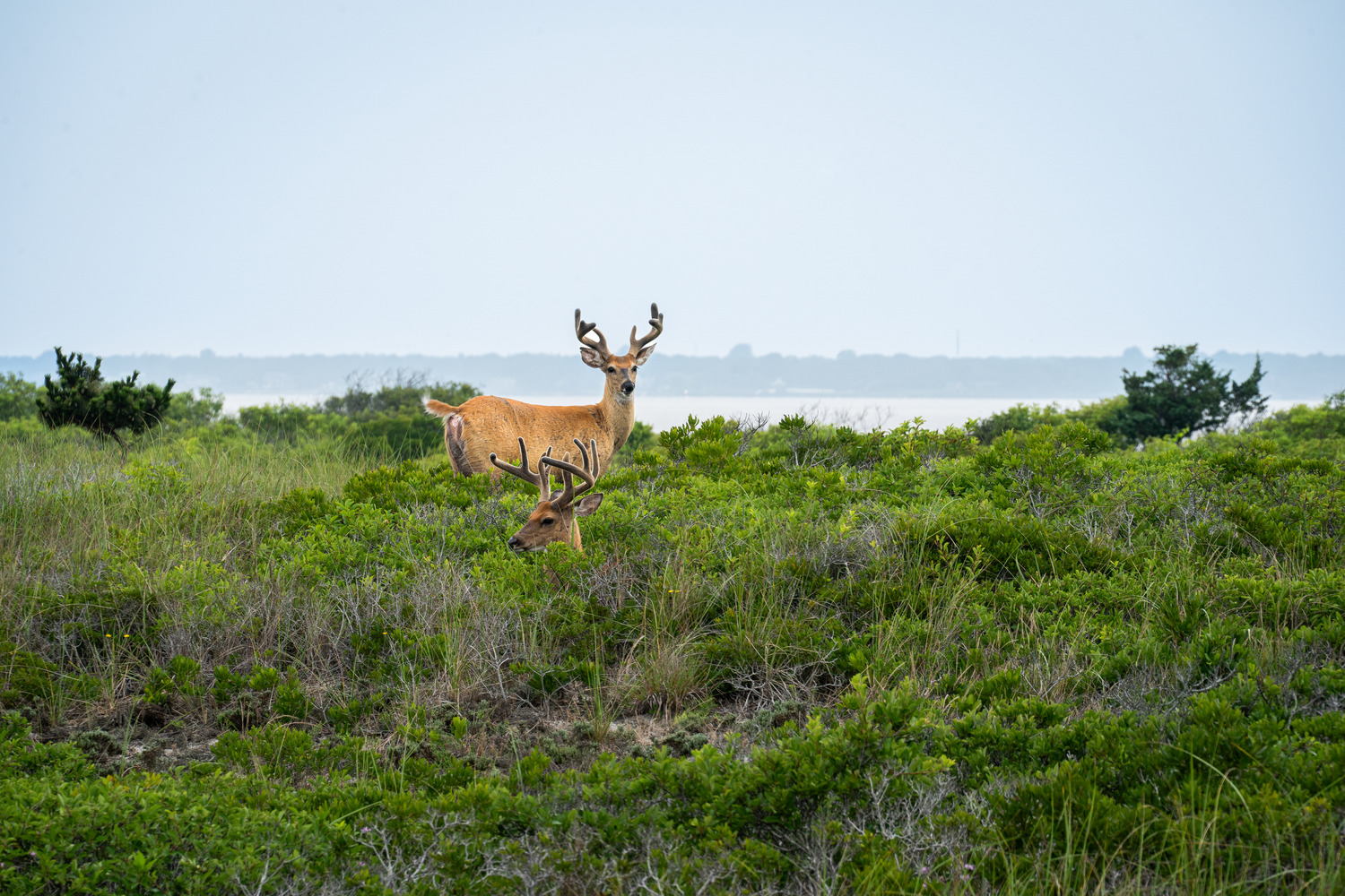 Two White-tailed Deer bucks with velvet antlers among swale vegetation / NPS Two deer look out among thick, low-growing vegetation with a bay and mainland visible in the background.