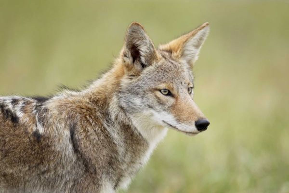 An undated file photo of a coyote in Cape Breton Highlands National Park.