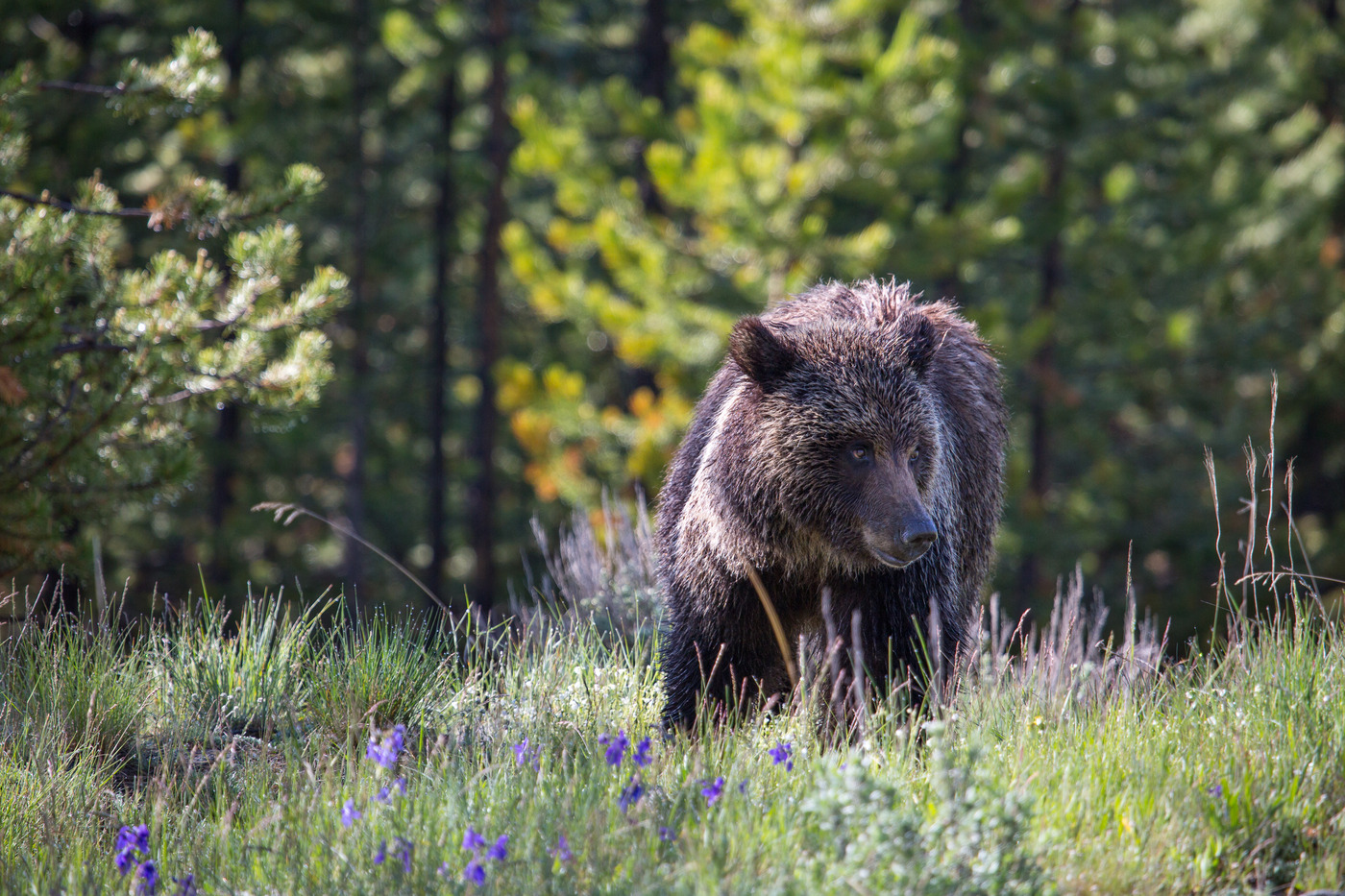 Grizzly near Swan Lake / NPS