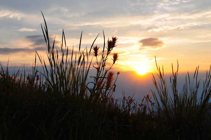 Indian paintbrush at sunset at Cedar Breaks National Monument