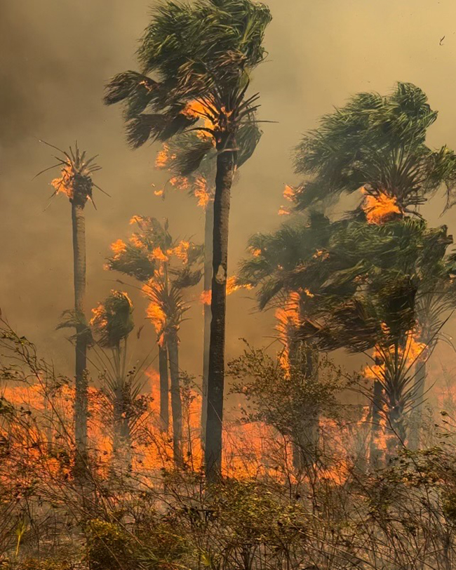 As of April 9, 2023, fire crews have contained 40 percent of the Cypress Camp Trail Fire, Big Cypress National Preserve / USFS - Chelsea Michael