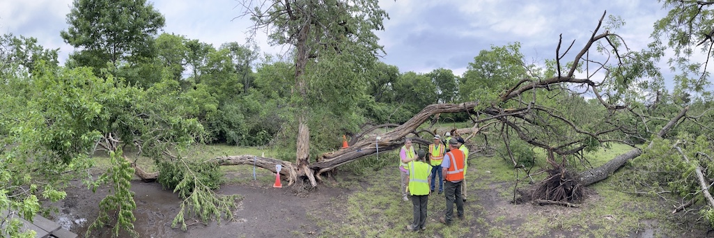 Staff assesses the condition of the Monkey Tree/NPS