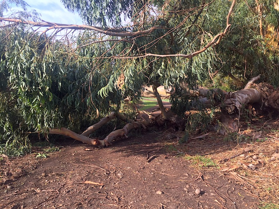 Channel Islands National Park officials were seeking permission to use dedicated fees to remove this tree/NPS
