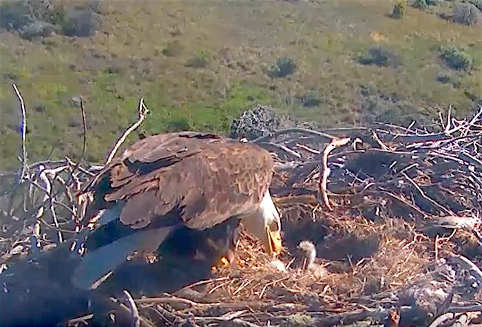 Eaglets at Channel Islands National Park/NPS