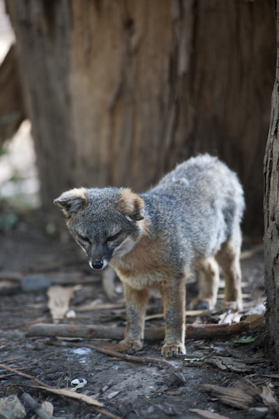 Channel Islands fox pup/Patrick Cone