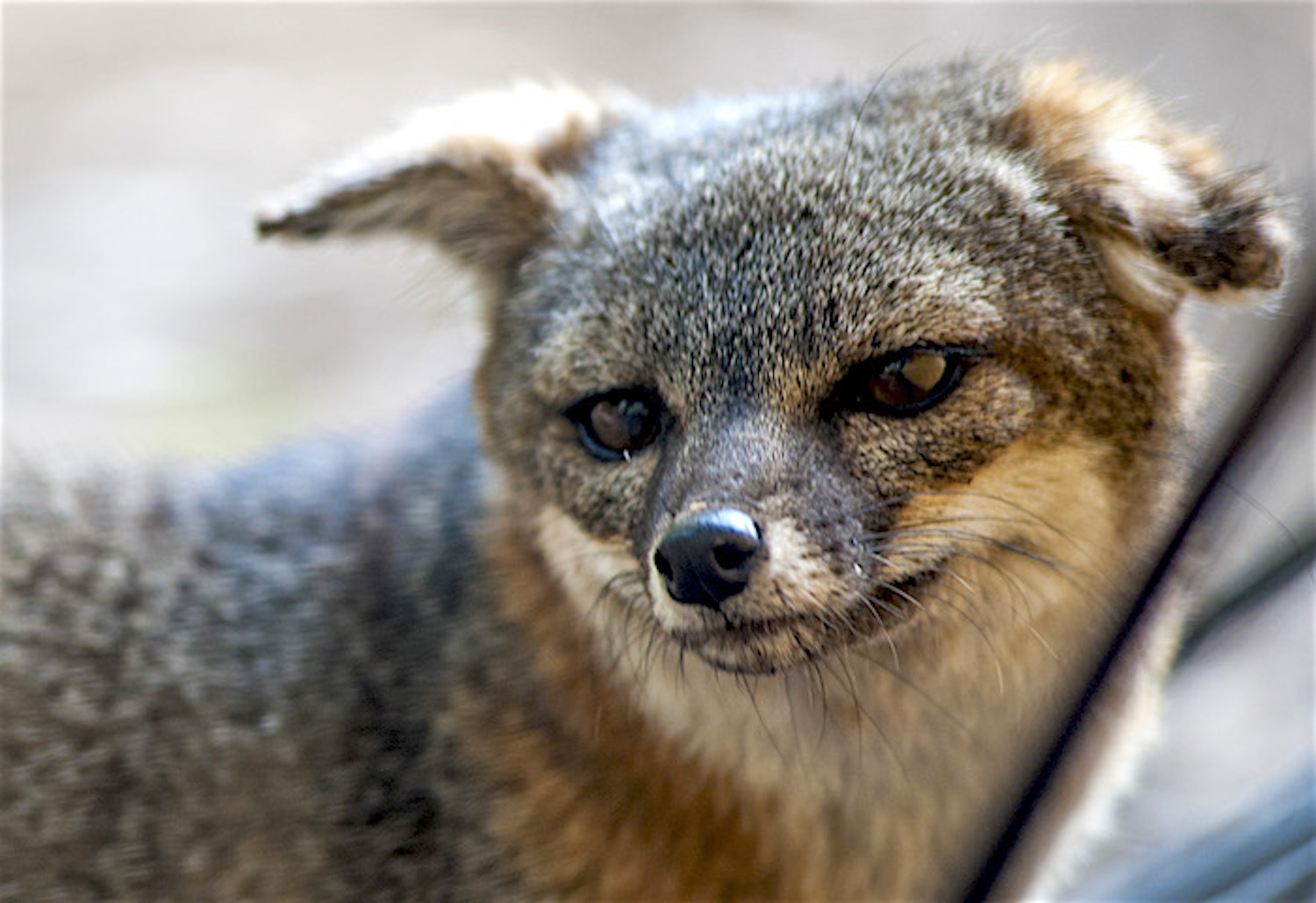 Ridding Channel Islands National Park of golden eagles was key in saving the island fox/Patrick Cone