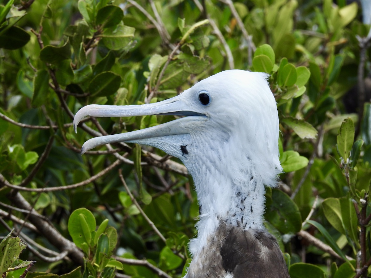A female frigatebird is unperturbed by an insect. A female frigatebird is unperturbed by an insect.