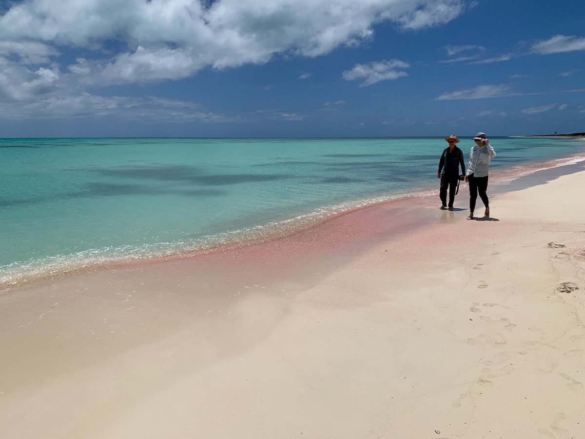 After seeing the frigatebird sanctuary in Codrington Lagoon, don't miss Pink Sand Beach. After seeing the frigatebird sanctuary in Codrington Lagoon, don't miss Pink Sand Beach.