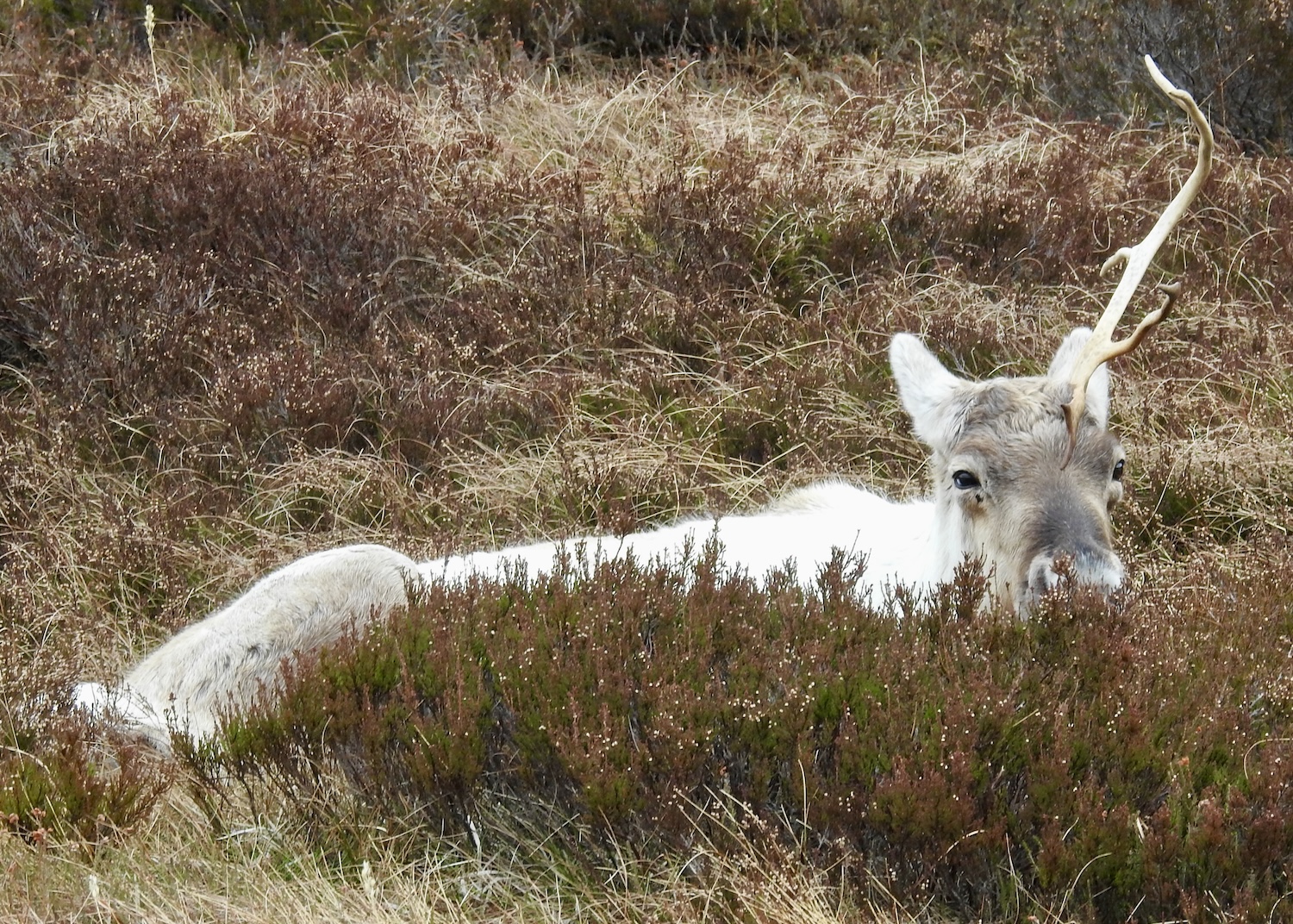A reindeer named Dante has one antler. A reindeer named Dante has one antler.