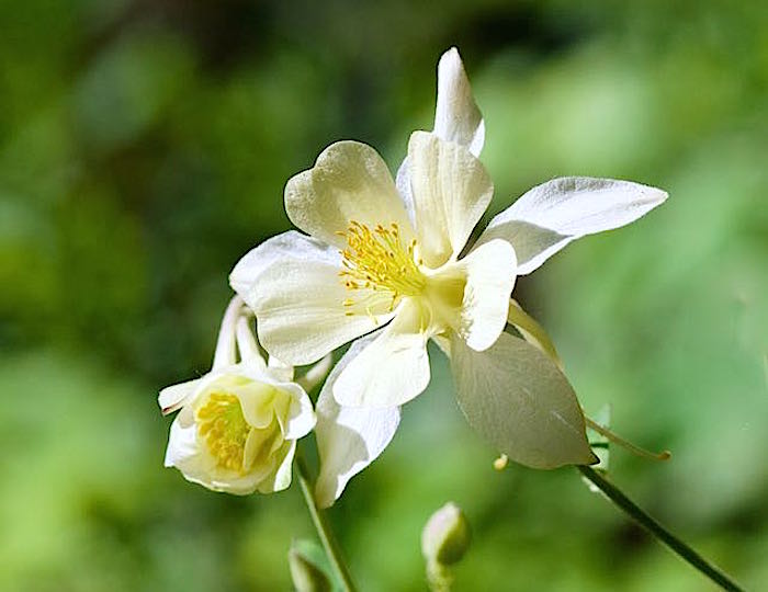 Columbines in national parks/JBjerke