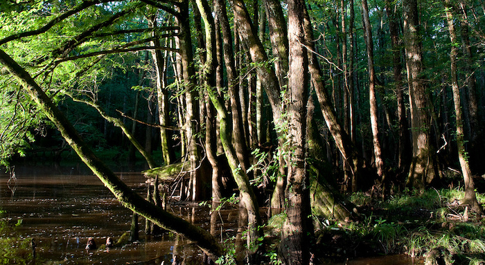bottomland forest in Congaree National Park/NPS bottomland forest in Congaree National Park/NPS