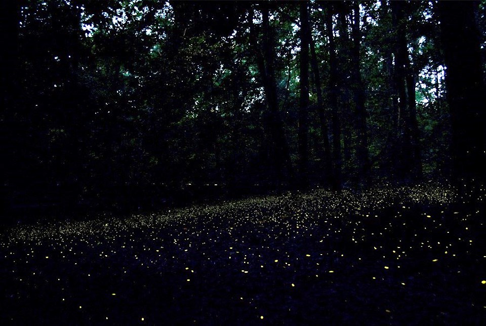 Synchronous fireflies light up the forest at dusk in Congaree/NPS file Synchronous fireflies light up the forest at dusk in Congaree/NPS file