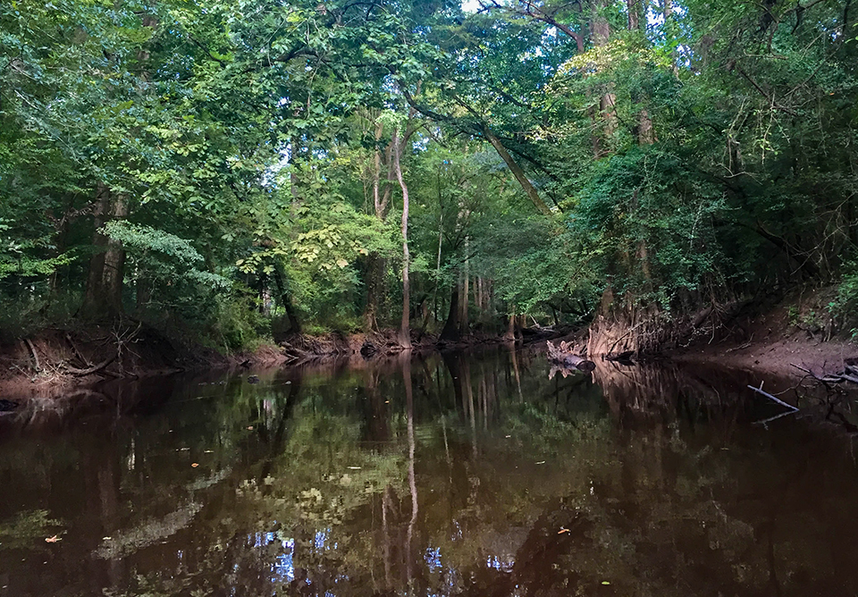 A tree-lined creek in Congaree National Park / NPS - Victoria Stauffenberg A tree-lined creek in Congaree National Park / NPS - Victoria Stauffenberg