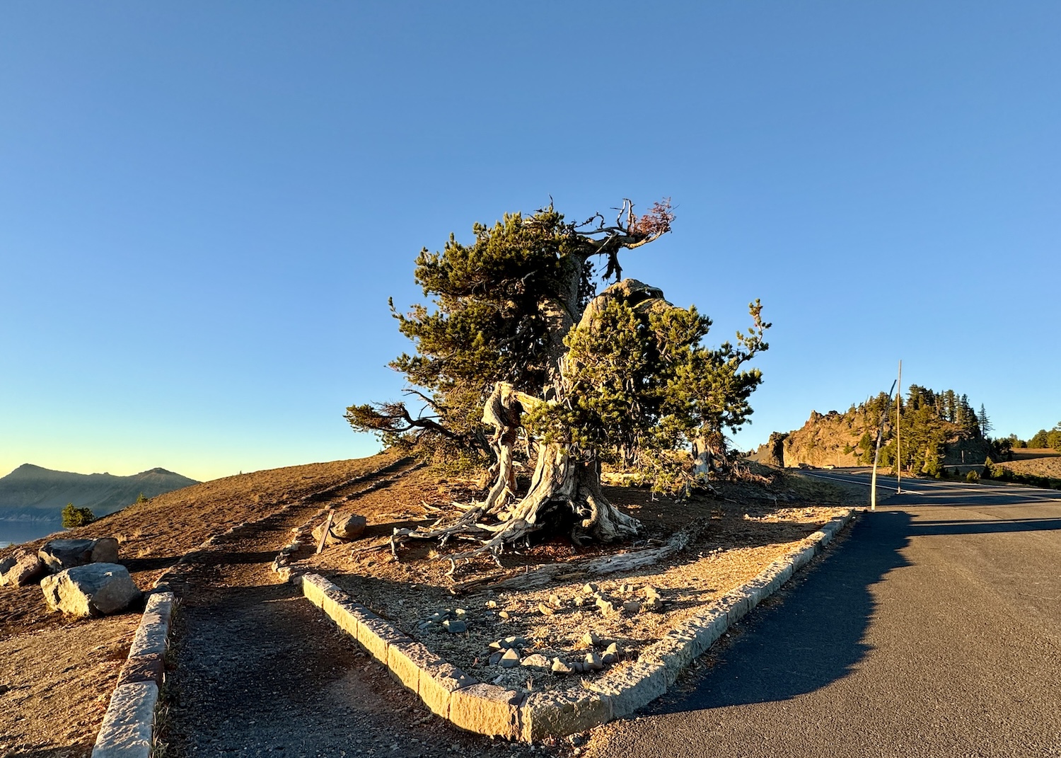 The Grandmother Tree at Crater Lake National Park/Jennifer Bain The Grandmother Tree at Crater Lake National Park/Jennifer Bain