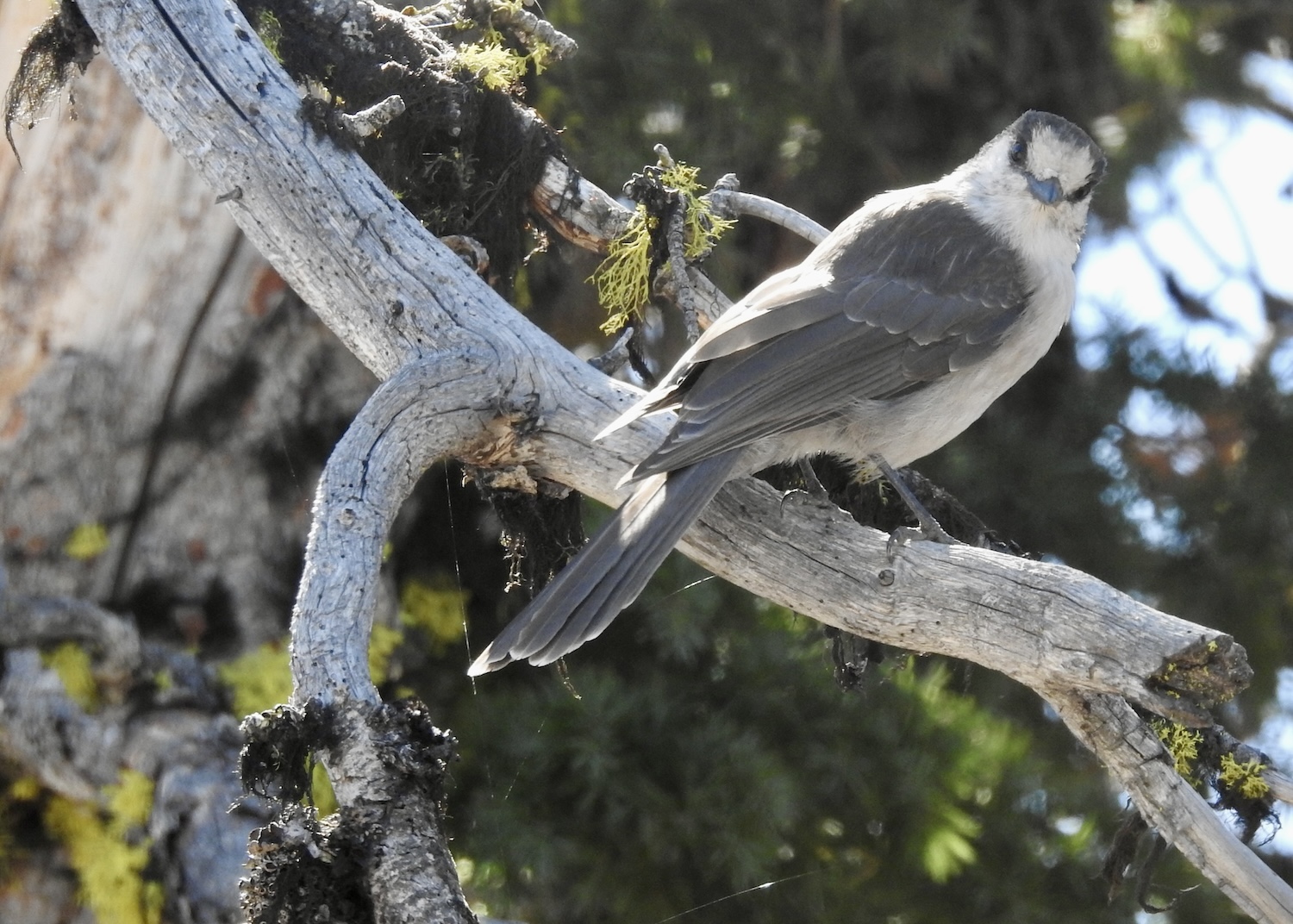 It was no Clark's nutcracker, but this Gray jay was spotted on the limb of a dead whitebark pine. It was no Clark's nutcracker, but this Gray jay was spotted on the limb of a dead whitebark pine.