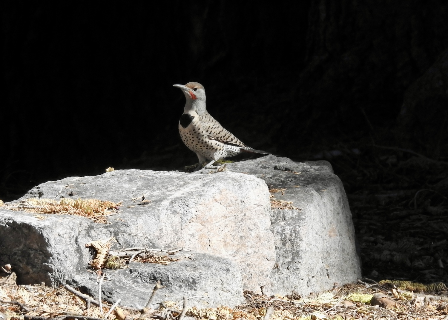 A Northern flicker enjoys the forest at Crater Lake National Park. A Northern flicker enjoys the forest at Crater Lake National Park.