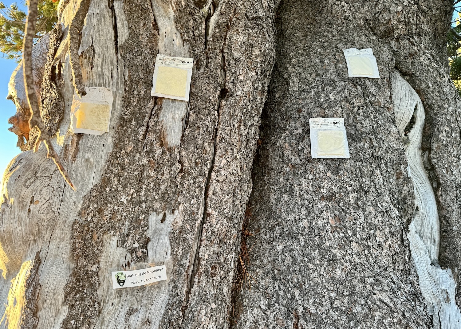 The pouches tacked on to the Grandmother Tree are a pine beetle repellant. The pouches tacked on to the Grandmother Tree are a pine beetle repellant.