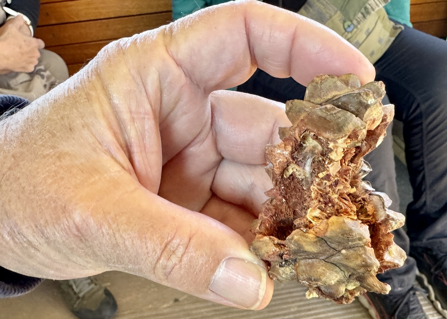 On a trolly tour, a ranger passes around a cone from a whitebark pine tree. On a trolly tour, a ranger passes around a cone from a whitebark pine tree.