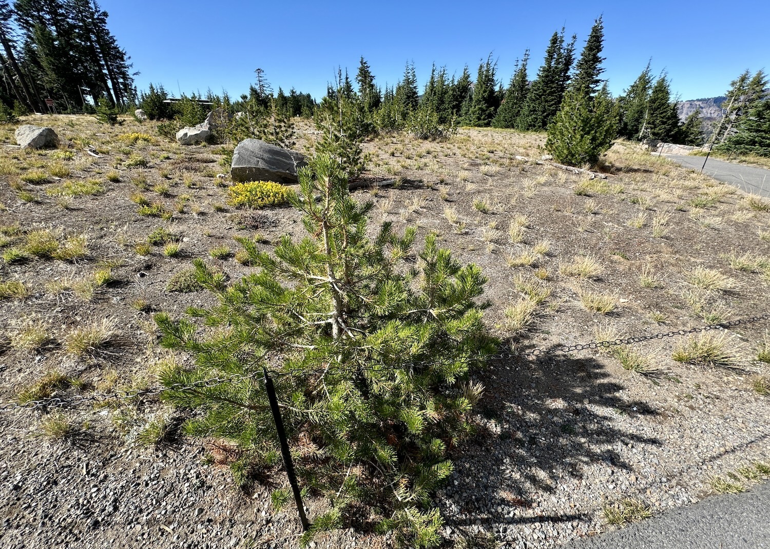 It's not marked but this experimental plot of whitebark pine can be found at Rim Village. It's not marked but this experimental plot of whitebark pine can be found at Rim Village.