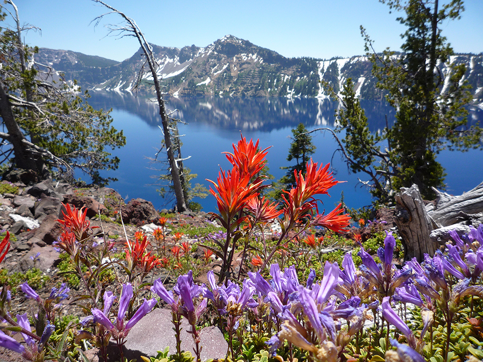 Indian paintbrush and penstemon, Crater Lake National Park / National Park Service Indian paintbrush and penstemon, Crater Lake National Park / National Park Service