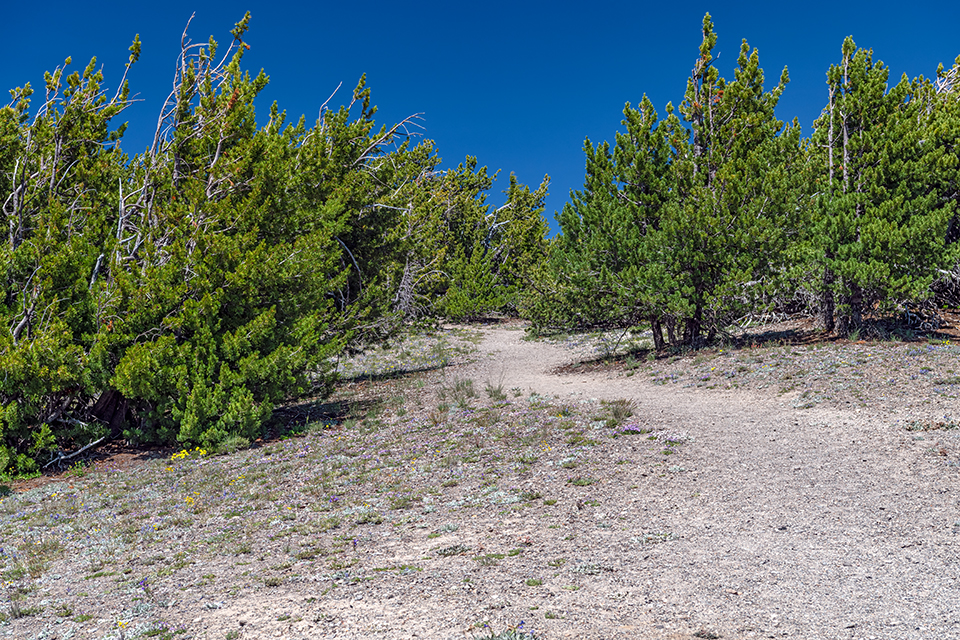 The trail into the trees, Crater Lake National Park / Rebecca Latson