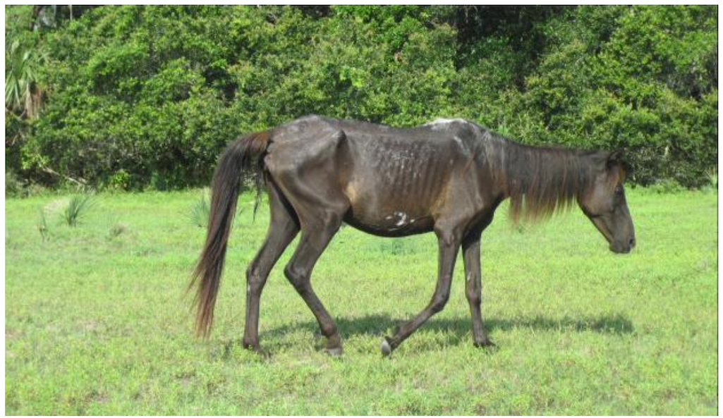 A judge has dismissed a lawsuit asking that the National Park Service remove malnourished feral horses from Cumberland Island National Seashore/Wild Cumberland