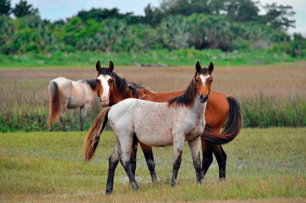 Plaintiffs in a federal lawsuit against the National Park Service want emergency food and water provided the feral horses at Cumberland Island National Seashore/NPS file Plaintiffs in a federal lawsuit against the National Park Service want emergency food and water provided the feral horses at Cumberland Island National Seashore/NPS file