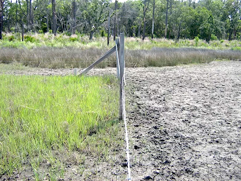 Through the use of exclosures (fenced areas that prevent horses from grazing there) biologists have been able to document the impact of horses on the island’s landscape. NPS Photo Through the use of exclosures (fenced areas that prevent horses from grazing there) biologists have been able to document the impact of horses on the island’s landscape. NPS Photo