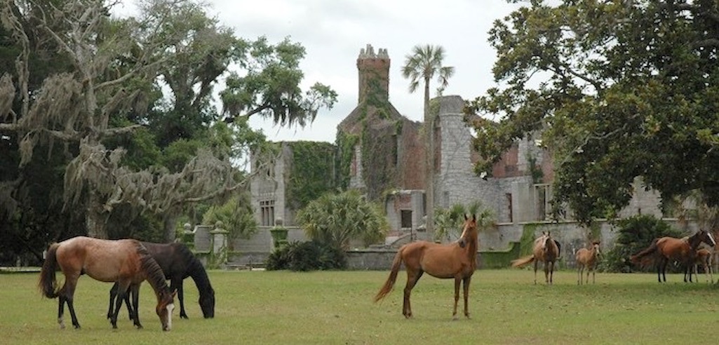 The National Park Service is being sued over the condition of feral horses at Cumberland Island National Seashore/NPS file The National Park Service is being sued over the condition of feral horses at Cumberland Island National Seashore/NPS file