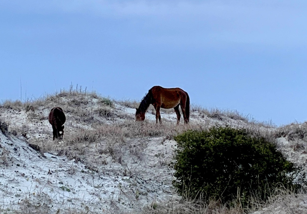 The horses roam the dunes and beaches, where they allegedly trample eggs and nests of endangered species/Wild Cumberland file