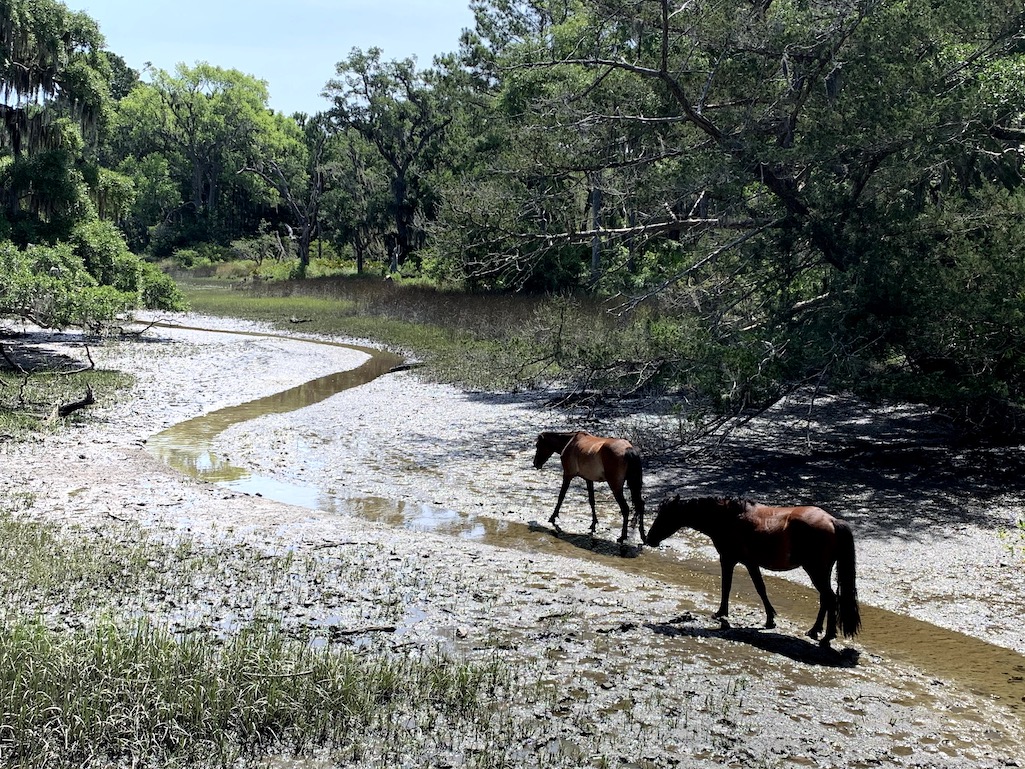 The Justice Department has argued that the National Park Service isn't responsible if feral horses adversely impact threatened and endangered species at Cumberland Island National Seashore/Wild Cumberland The Justice Department has argued that the National Park Service isn't responsible if feral horses adversely impact threatened and endangered species at Cumberland Island National Seashore/Wild Cumberland