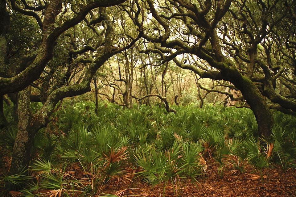 The prospect of rockets roaring over Cumberland Island National Seashore's maritime forests moved closer to reality Monday/NPS file The prospect of rockets roaring over Cumberland Island National Seashore's maritime forests moved closer to reality Monday/NPS file