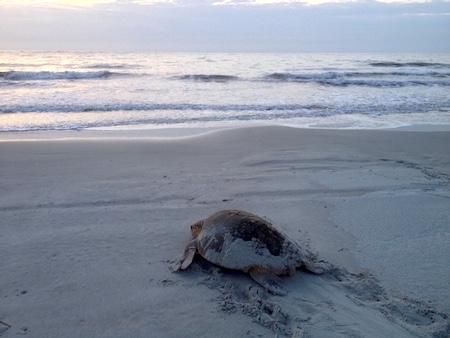 Cumberland Island is one of the most important nesting areas for endangered loggerhead sea turtles in Georgia/NPS file Cumberland Island is one of the most important nesting areas for endangered loggerhead sea turtles in Georgia/NPS file