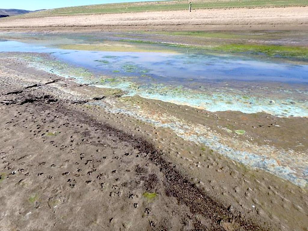 Toxic algae has been detected in the Iola Basin of Curecanti National Recreation Area/NPS file
