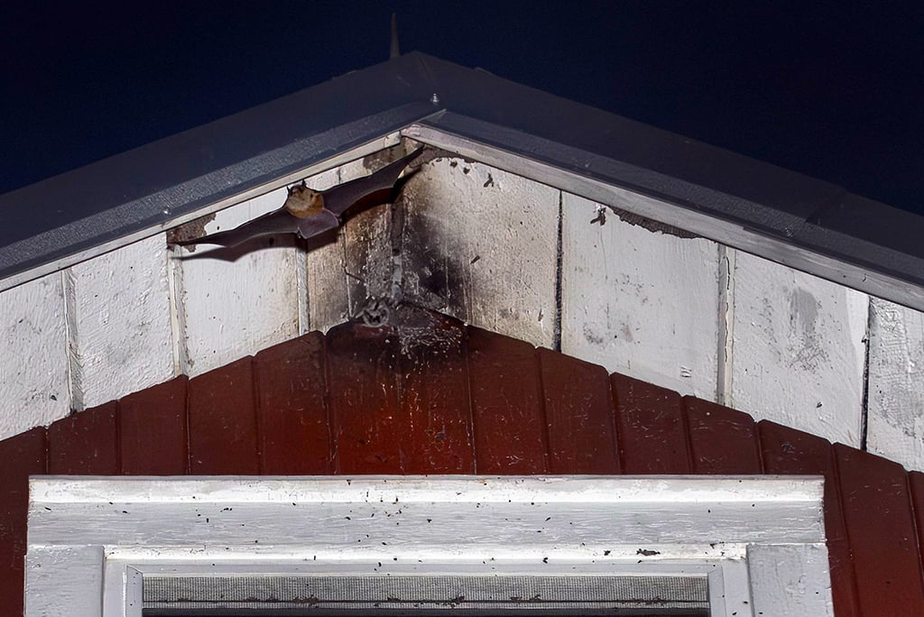 A big brown bat, Cuyahoga Valley National Park / NPS - Bob Trinnes