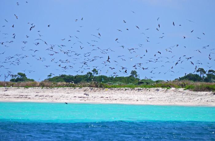 Sooty terns fill the sky over Dry Tortugas National Park/Erika Zambello Sooty terns fill the sky over Dry Tortugas National Park/Erika Zambello