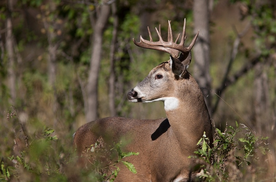 white-tailed deer, deer, wildlife, national battlefield, national park, maryland