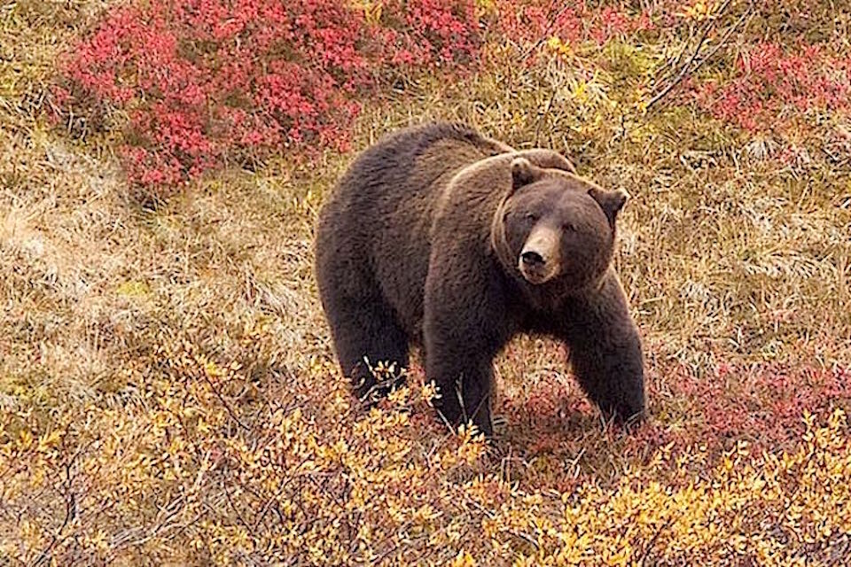 Conservation groups filed a lawsuit Wednesday to stop the National Park Service from relaxing hunting regulations in Alaska/Jean Bjerke file
