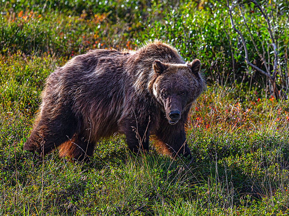 A grizzly seen from the bus window at Denali National Park and Preserve / Rebecca Latson
