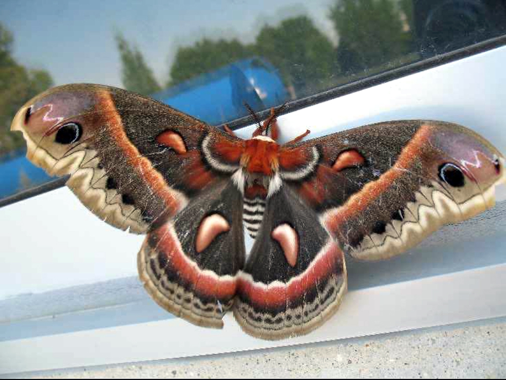Butterflies are beautiful, and so are the moths you'll see at Devils Tower National Monument / NPS file