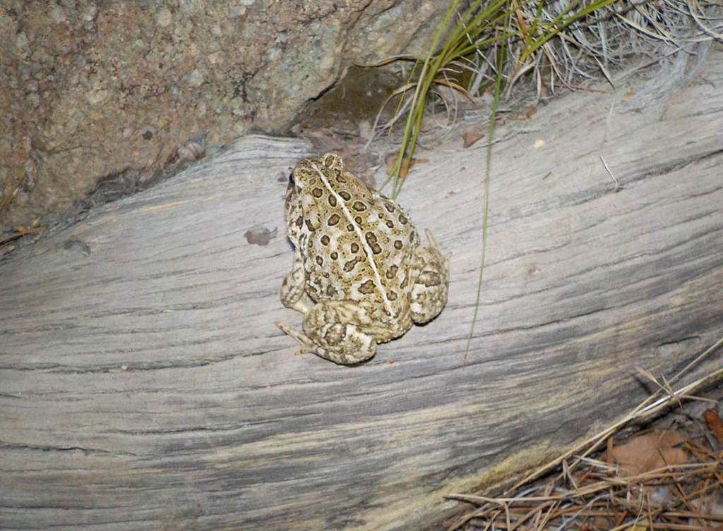 Woodhouse's toad, Devils Tower National Monument / NPS file