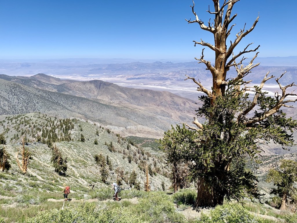 Warmer winters the past decade are killing Great Basin bristlecone pines in Death Valley/NPS, Jennette Jurado Warmer winters the past decade are killing Great Basin bristlecone pines in Death Valley/NPS, Jennette Jurado