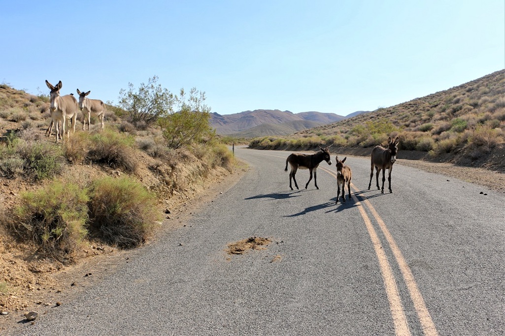 Burro removal operations were to get underway Monday in Death Valley National Park/NPS, Mitch Gage