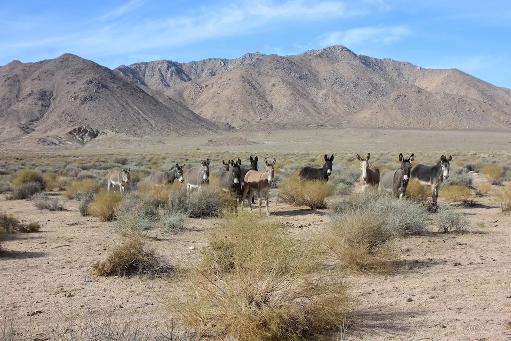 Someone has been shooting burros in Death Valley National Park/NPS file Someone has been shooting burros in Death Valley National Park/NPS file