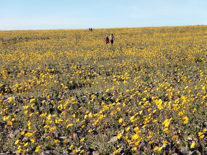 Desert gold on display during Death Valley National Park's 2016 Super Bloom/NPS