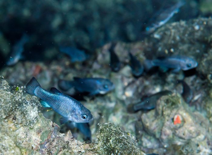 Devils Hole pupfish at Death Valley National Park/NPS