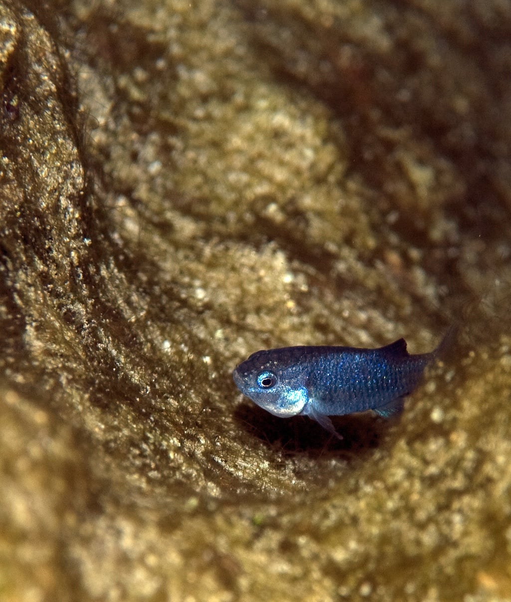 The spring count of Devils Hole pupfish has found the highest population in a quarter-century/USFWS file The spring count of Devils Hole pupfish has found the highest population in a quarter-century/USFWS file